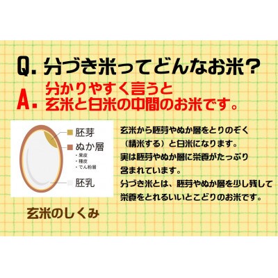 【令和6年産】分づきが選べる　岩手県産ひとめぼれ5kg　5分づき