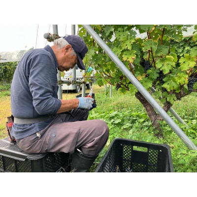 「早池峰の恵み」モリタワイン ダム貯蔵ワイン ピノ・ノワール2018　720ml×1本