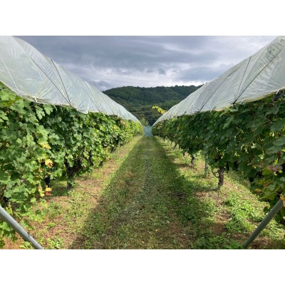 「早池峰の恵み」モリタワイン ダム貯蔵ワイン ピノ・ノワール2017　720ml×1本