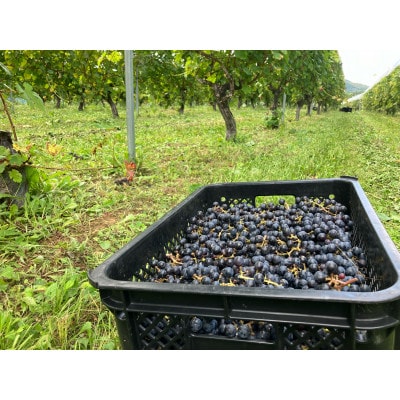 「早池峰の恵み」モリタワイン カベルネ・ソーヴィニヨン2017 ダム貯蔵ワイン