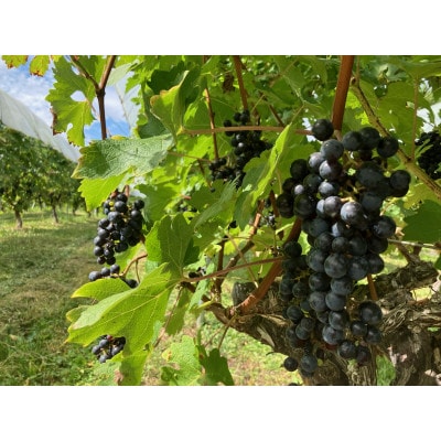 「早池峰の恵み」モリタワイン カベルネ・ソーヴィニヨン2021 ダム貯蔵ワイン