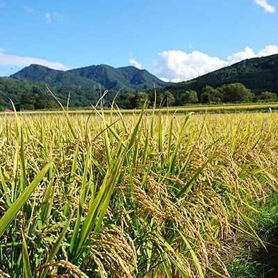 【自家精米　令和4年産】温実米10kg　無洗米ゆめぴりか