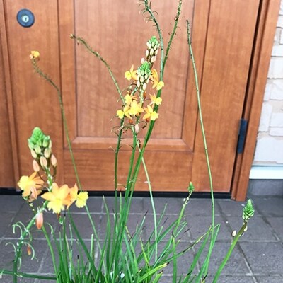 南アフリカ共和国植物　　ブルビネ　カラー鉢植え替え　樹高50cm　取扱説明書付