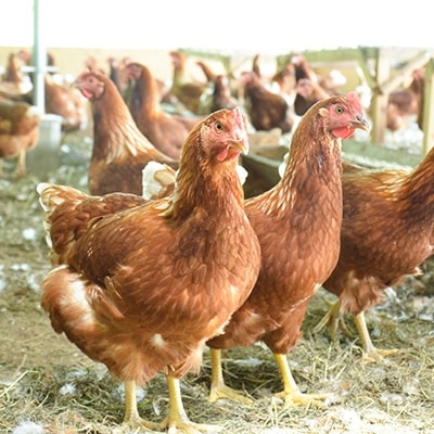 <平飼い養鶏の小林農園>ありがとう!スモークチキン2個【S-012】