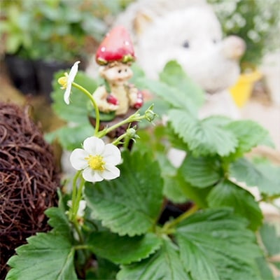 チビわんこの鉢植え ワイルドストロベリー お礼品詳細 ふるさと納税なら さとふる