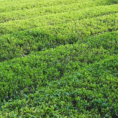 深蒸し特上煎茶　霊峰富士缶入り