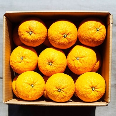 呼子加部島産の甘夏10kg