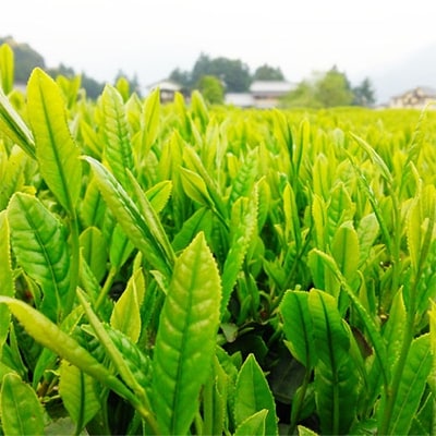 蔵じまん　(100g×3本セット)