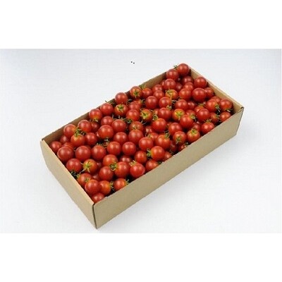 ミニトマト1kg【1】