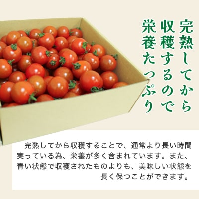 ミニトマト1kg  10月以降順次発送【1】