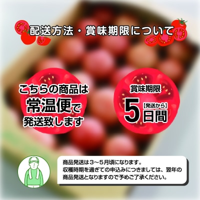 大玉トマト24玉【34】