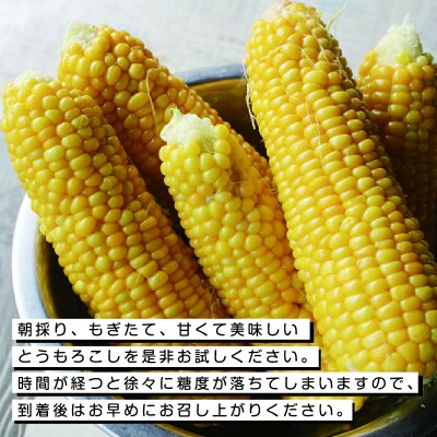 朝採りとうもろこし13本【35】