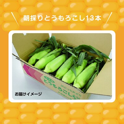 朝採りとうもろこし13本【35】
