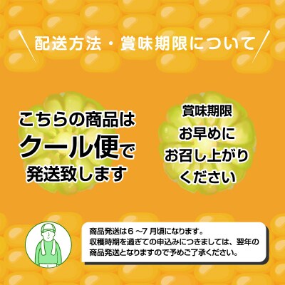 朝採りとうもろこし13本【35】