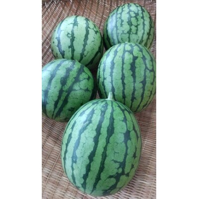シャリシャリ食感の小玉すいか5玉【102】