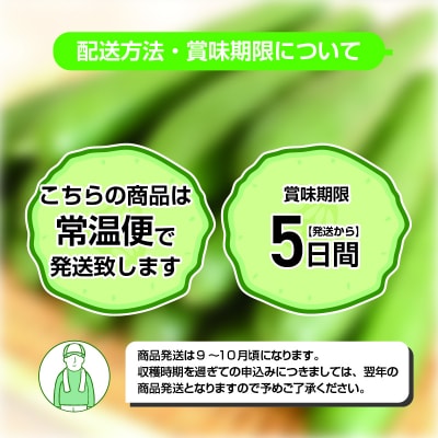 パリッと食感のきゅうり50本【71】
