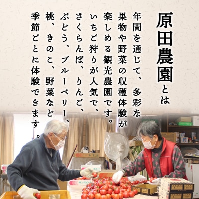 フルーツトマト糖十郎(Mサイズ)　2026年3月~5月中旬発送【a010】