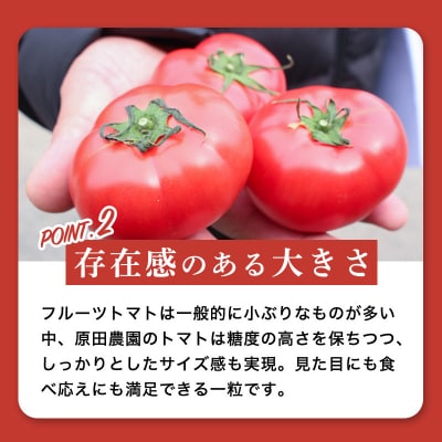 フルーツトマト糖九郎(Lサイズ) 　2026年3月~5月中旬発送【a012】