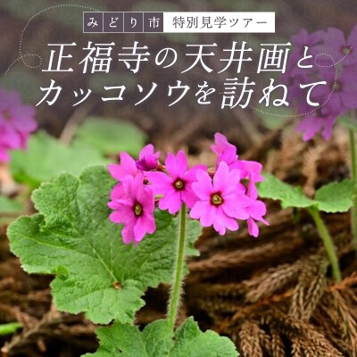 正福寺の天井画とカッコソウを訪ねて【a150】