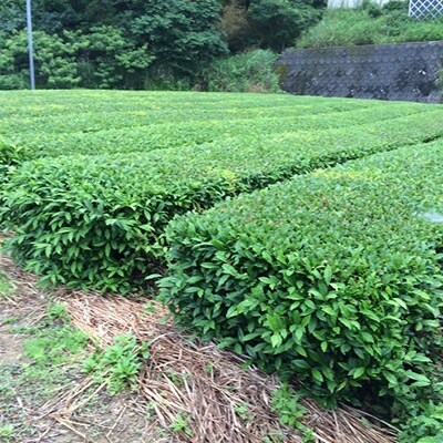 有機深むし煎茶きわみ100g×11袋