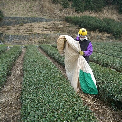 茶草場農法実践者の有機深むし煎茶100g×12本