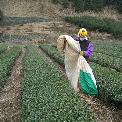 茶草場農法実践者の有機深むし煎茶100g×32本