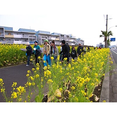 第27回いぶすき菜の花マーチ参加権 大人1名様分(お弁当付き)