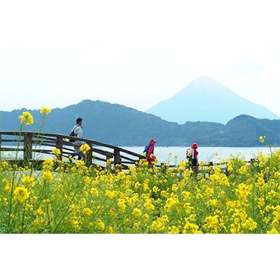 第27回いぶすき菜の花マーチ参加権 大人1名様分(お弁当付き)