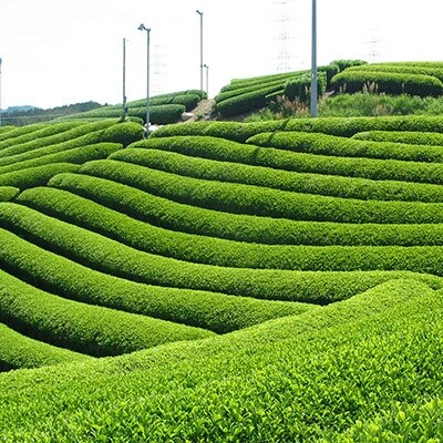 有機宇治茶味わいセット 有機宇治玉露 有機宇治緑茶(上煎茶)80g×各2本