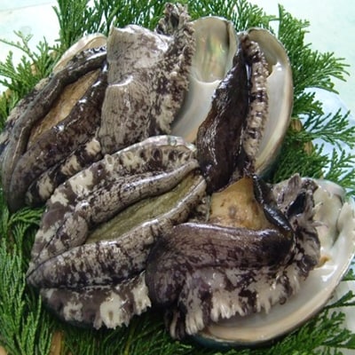 【対馬産】　養殖エゾアワビ(7.0cm～9.5cm)約620g