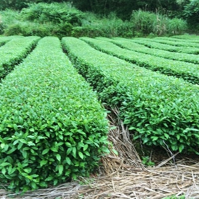 有機粉末緑茶50g×19袋