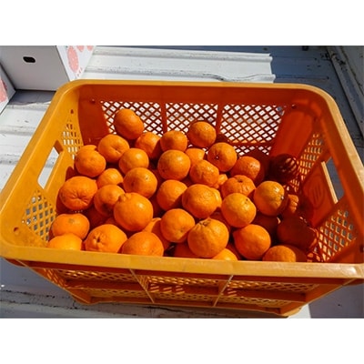 お待たせしました!大人気!立目産ポンカン 秀品 5kg