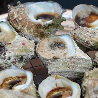 【金曜日発送】福井・若狭湾の素潜り活サザエ　2kg