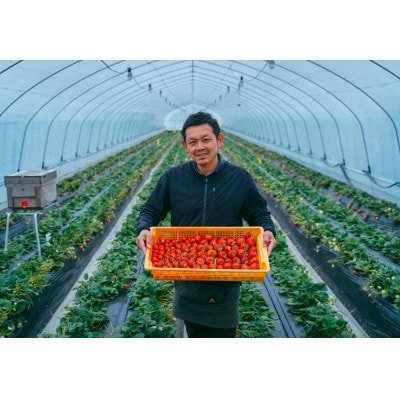 【美土里農園】朝採れ完熟とちあいかデラックス(2パック)