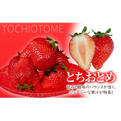 【美土里農園】完熟とちおとめ 大粒 約270g × 2パック 約540g