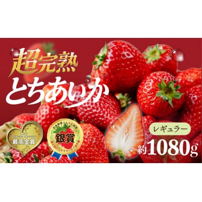 【完熟とちあいかレギュラーサイズ】鈴木ファームのとちあいか☆4パック入り