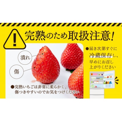 【完熟とちあいかレギュラーサイズ】鈴木ファームのとちあいか☆4パック入り