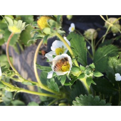 栃木県茂木町産　冷凍いちご　完熟とちあいか　500g×2