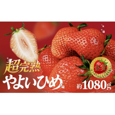 【金賞受賞】鈴木ファームの★完熟★朝摘み★やよいひめ　4パック入り