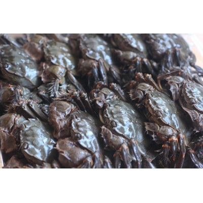 栃木県茂木町 北関東の清流「那珂川産 モクズガニ」(冷凍:13匹 1.5kg)