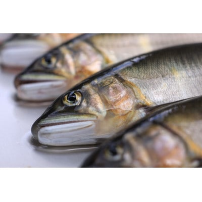 栃木県茂木町 北関東の清流「那珂川産 天然鮎」15-20尾(計1kg)【冷凍】