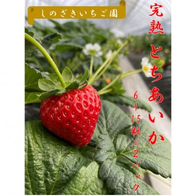 【12月中旬から順次発送】篠崎さんちのいちご　もてぎの完熟とちあいかDX(6～15粒×2パック)
