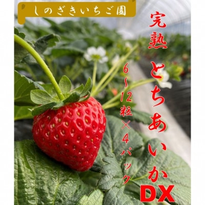 【12月中旬から順次発送】★篠崎さんちのいちご★　もてぎの完熟とちあいかDX(6～12粒×4パック)