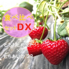 《2月より順次発送》関さんちのこだわりいちご 朝穫り完熟とちおとめ&times;とちあいかDX食べ比べ 4P