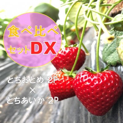 《1月から順次発送》関さんちのこだわりいちご 朝穫り完熟とちおとめ×とちあいかDX食べ比べ 4P