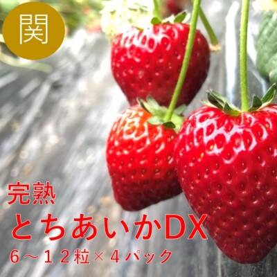 関さんちのこだわりいちご　朝穫り完熟とちあいかDX　6～12粒×4パック