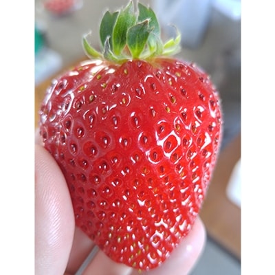 【数量限定】 いちご 「清香」 1箱 約450g 希少品種