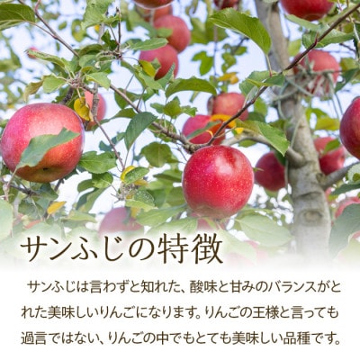 2025年!信州のりんご【サンふじ】訳あり　約5kg　家庭用