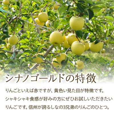 2025年!信州のりんご【シナノゴールド】　約3kg