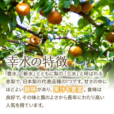 2025年秋順次発送!信州の梨【幸水】約5kg　シャリッとしてみずみずしい梨　